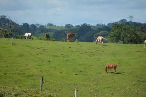 Plains with horses