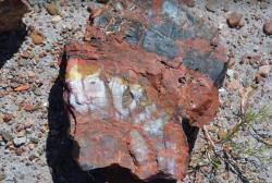 petrified wood.jpg